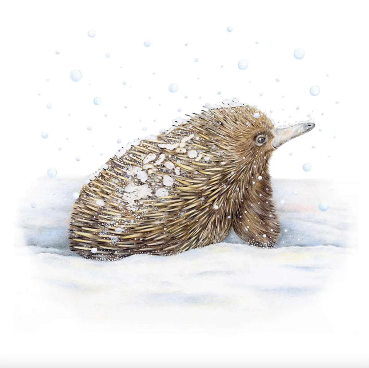 Winter Echidna Australian Wildlife Hub
