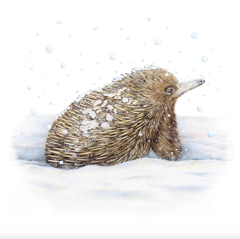Winter Echidna Australian Wildlife Hub