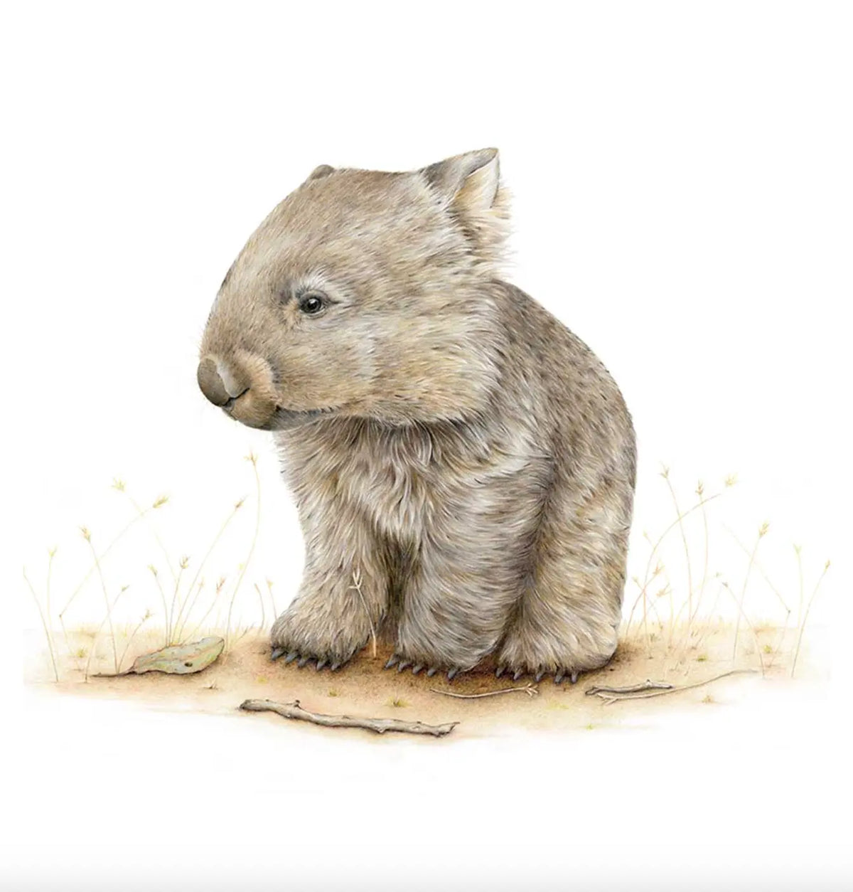 Wombat Ronda fine art print Australian Wildlife Hub