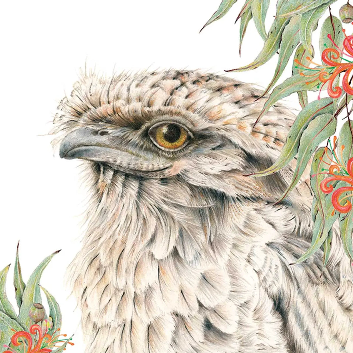Australian Tawny Frogmouth | Art Print Australian Wildlife Hub