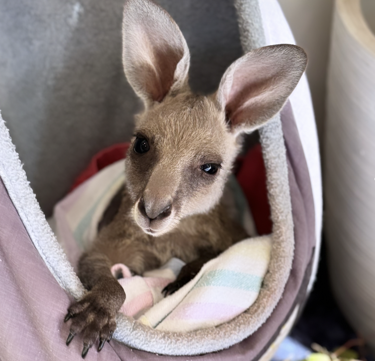 Wildlife image